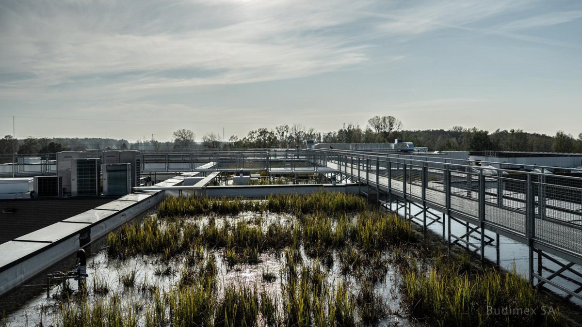 Primary School, Swamp roof